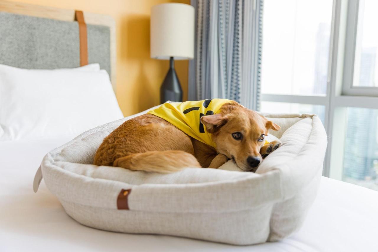 Sentral Michigan Avenue Aparthotel ชิคาโก ภายนอก รูปภาพ A dog in a dog bed