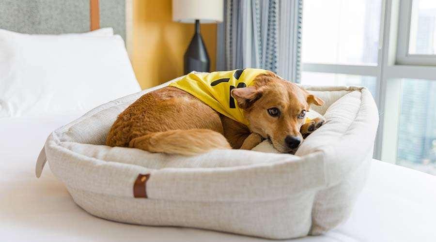 Sentral Michigan Avenue Aparthotel ชิคาโก สิ่งอำนวยความสะดวก รูปภาพ A dog in a dog bed